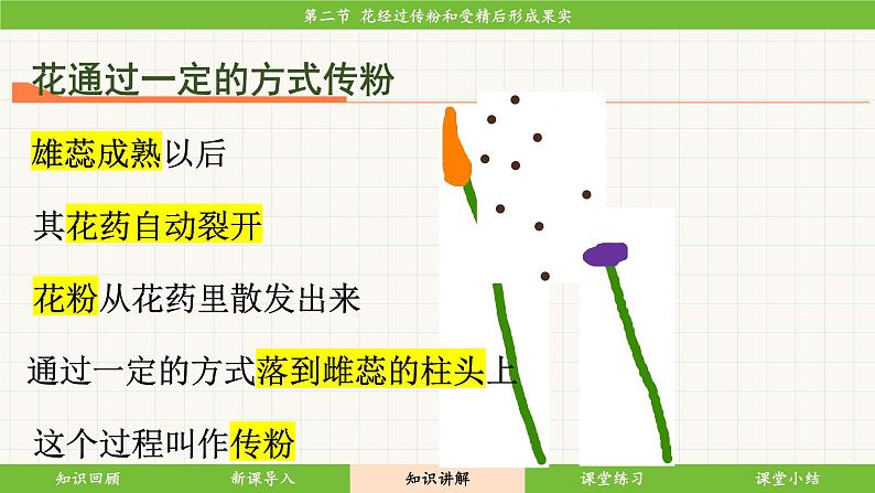 济南版（2024）生物七年级下册 3.2.2 花经过传粉和受精后形成果实（课件）第7页