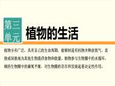 济南版（2024）生物七年级下册 3.2.4 芽是未发育的枝条或花（课件）