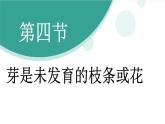 济南版（2024）生物七年级下册 3.2.4 芽是未发育的枝条或花（课件）