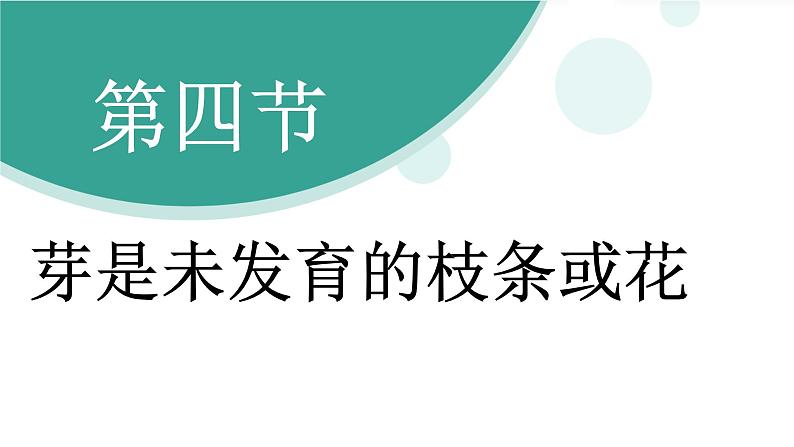 济南版（2024）生物七年级下册 3.2.4 芽是未发育的枝条或花（课件）第3页