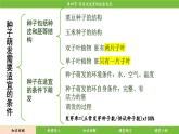 济南版（2024）生物七年级下册 3.2.4 芽是未发育的枝条或花（课件）