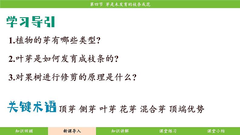 济南版（2024）生物七年级下册 3.2.4 芽是未发育的枝条或花（课件）第6页