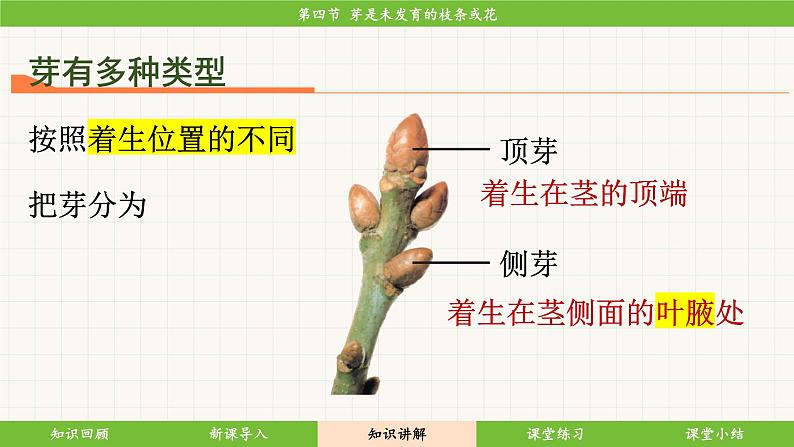 济南版（2024）生物七年级下册 3.2.4 芽是未发育的枝条或花（课件）第7页