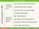 济南版（2024）生物七年级下册 4.3.2 生物的性状主要由基因决定（课件）