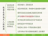 济南版（2024）生物七年级下册 4.3.4 遗传信息改变可引起生物变异（课件）
