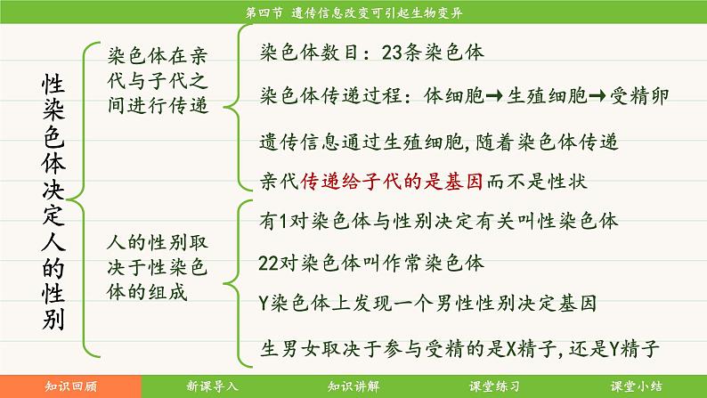 济南版（2024）生物七年级下册 4.3.4 遗传信息改变可引起生物变异（课件）第4页