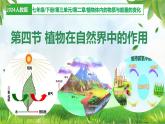 3.2.4 植物在自然界中的作用（課件）-2024-2025學(xué)年七年級生物下冊同步（人教版2024）