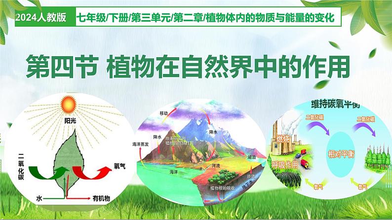 3.2.4 植物在自然界中的作用（课件）-2024-2025学年七年级生物下册同步（人教版2024）第1页