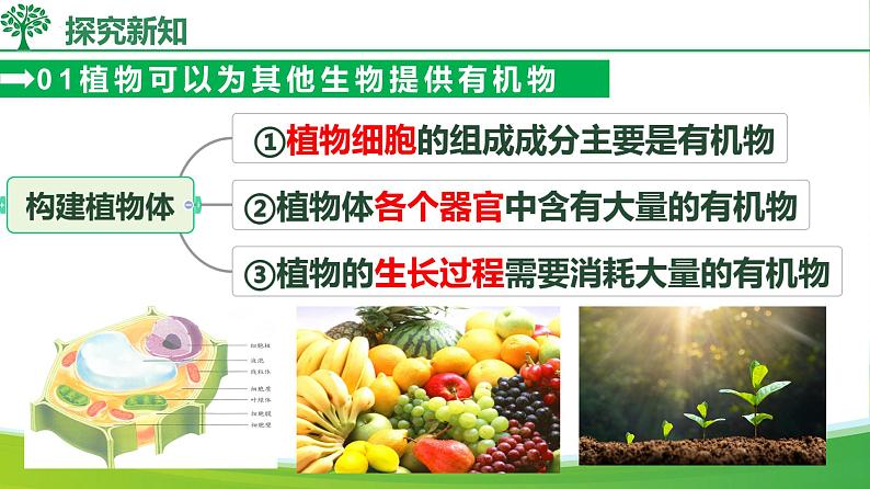 3.2.4 植物在自然界中的作用（课件）-2024-2025学年七年级生物下册同步（人教版2024）第7页