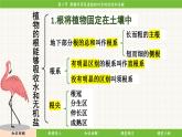 济南版（2024）生物七年级下册 3.1.2 蒸腾作用促进植物对水的吸收和运输（课件）