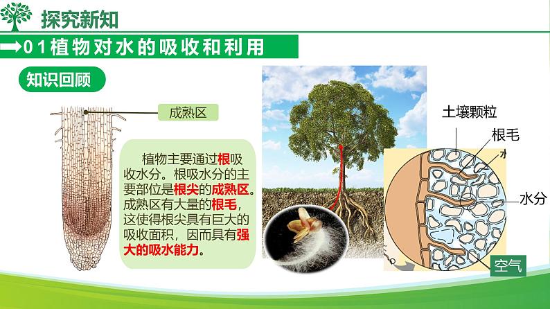 3.2.1水的利用与散失（课件）-2024-2025学年七年级生物下册同步（人教版2024）第7页