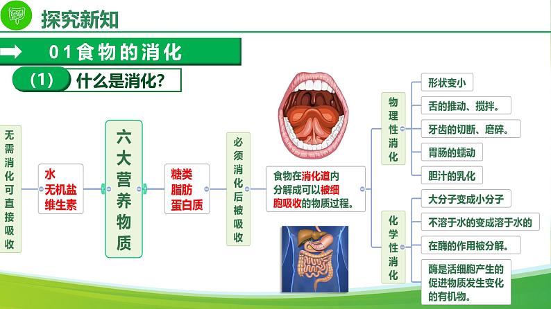 4.2.2消化和吸收（课件）-2024-2025学年七年级生物下册同步（人教版2024）第6页