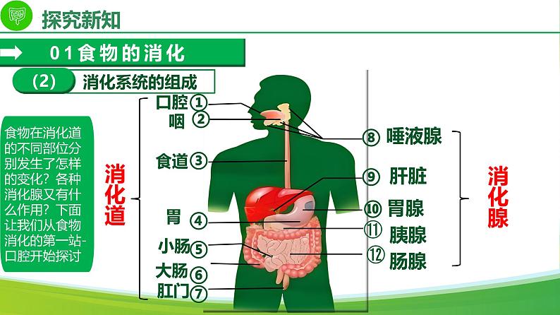 4.2.2消化和吸收（课件）-2024-2025学年七年级生物下册同步（人教版2024）第8页