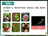【人教版】七下生物 3.1.1 种子的萌发（课件+教案+导学案+练习+视频）