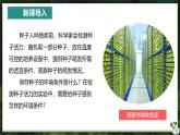 【人教版】七下生物 3.1.1 种子的萌发（课件+教案+导学案+练习+视频）