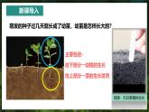 【人教版】七下生物 3.1.2 植株的生长（课件+教案+导学案+练习+视频）