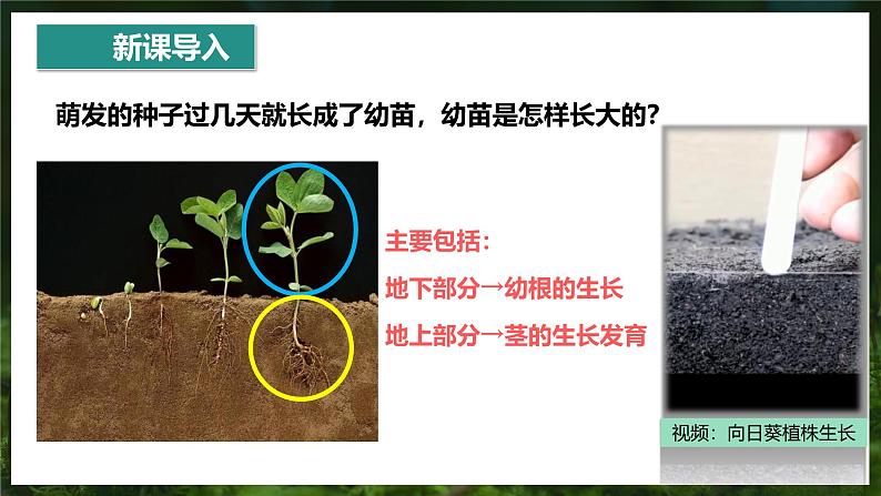 3.1.2 植株的生长第3页