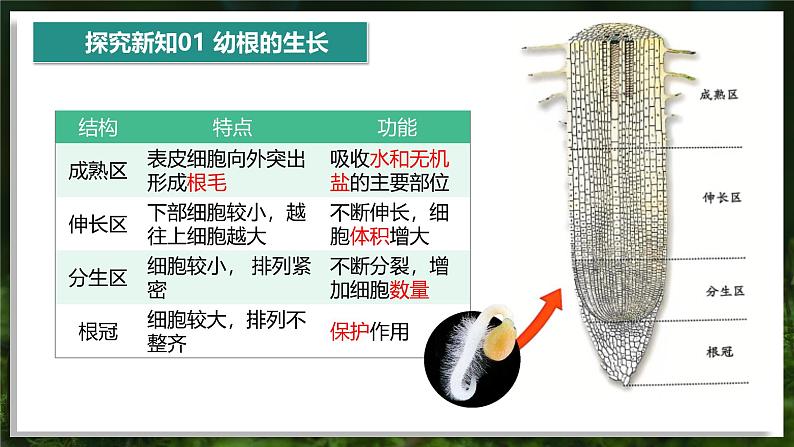 3.1.2 植株的生长第8页