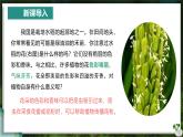 【人教版】七下生物 3.1.3 开花和结果（课件+教案+导学案+练习+视频）