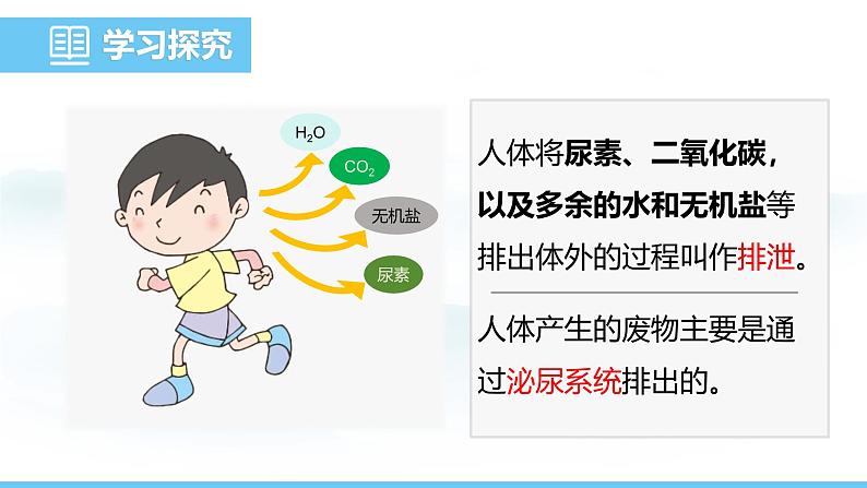 人教版（2024）七年级生物下册课件 第四单元 第五章 人体内废物的排出第4页