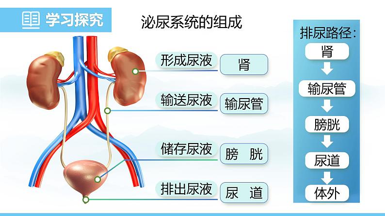 人教版（2024）七年级生物下册课件 第四单元 第五章 人体内废物的排出第5页