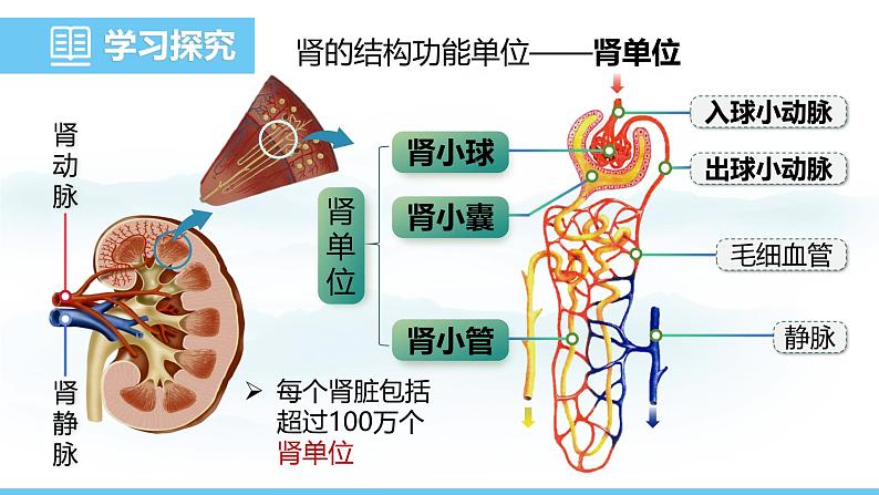 人教版（2024）七年级生物下册课件 第四单元 第五章 人体内废物的排出第6页