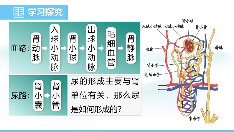 人教版（2024）七年级生物下册课件 第四单元 第五章 人体内废物的排出第7页