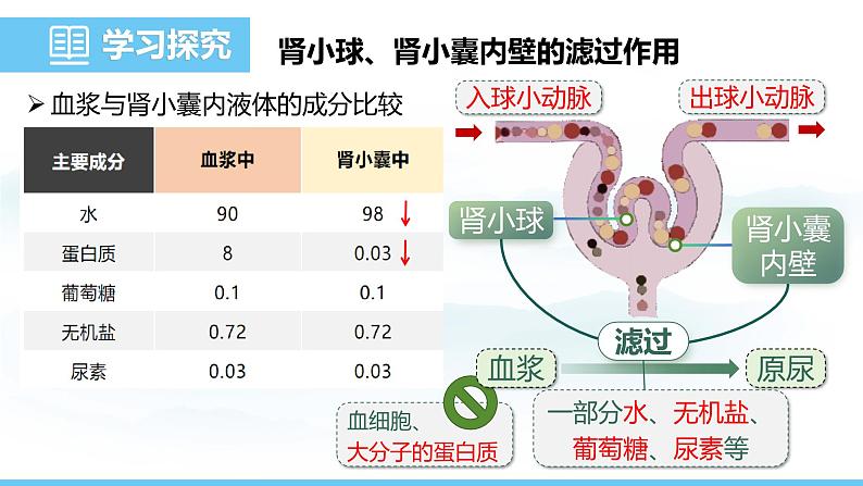 人教版（2024）七年级生物下册课件 第四单元 第五章 人体内废物的排出第8页