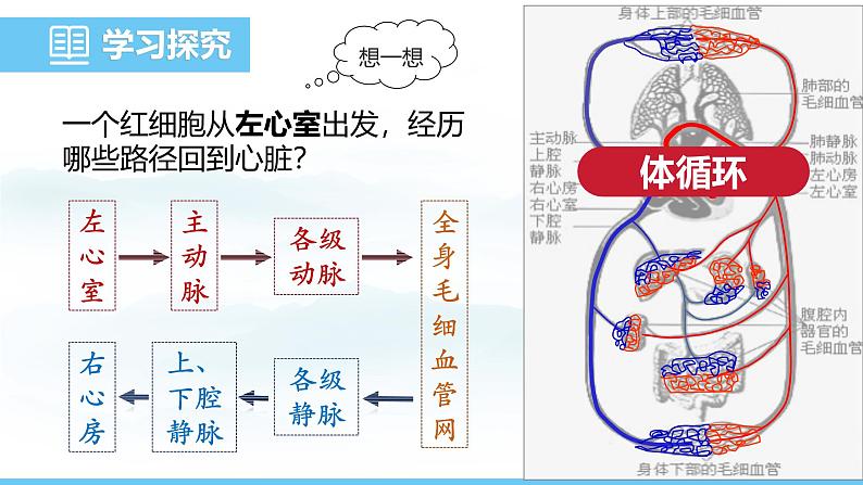 人教版（2024）七年级生物下册课件 第四单元 第四章 第三节第二课时 血液循环第6页