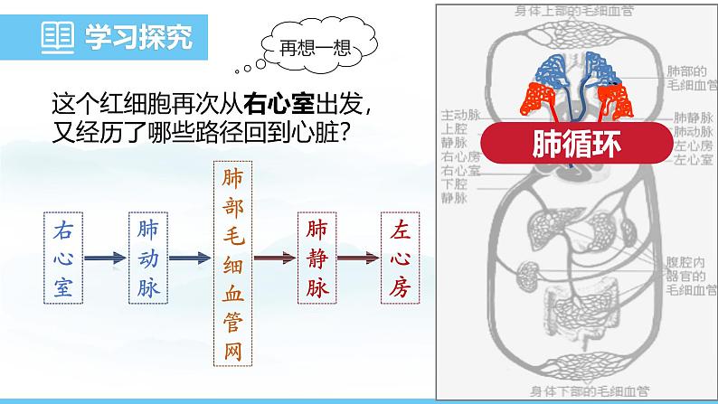 人教版（2024）七年级生物下册课件 第四单元 第四章 第三节第二课时 血液循环第7页