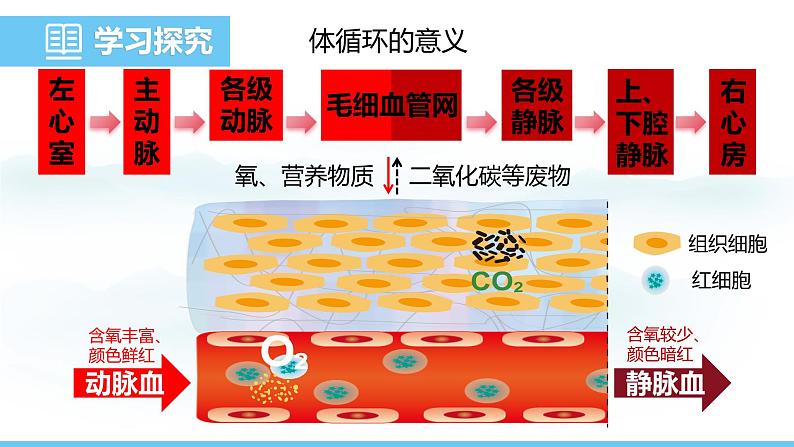 人教版（2024）七年级生物下册课件 第四单元 第四章 第三节第二课时 血液循环第8页