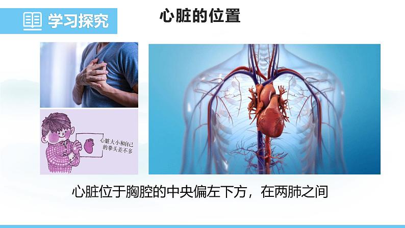 人教版（2024）七年级生物下册课件 第四单元 第四章 第三节第一课时 心脏的结构与功能第4页