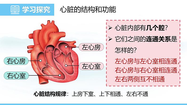 人教版（2024）七年级生物下册课件 第四单元 第四章 第三节第一课时 心脏的结构与功能第7页