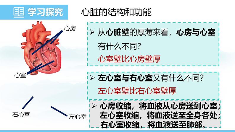 人教版（2024）七年级生物下册课件 第四单元 第四章 第三节第一课时 心脏的结构与功能第8页