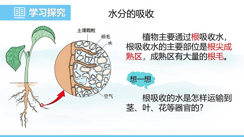 人教版（2024）七年级生物下册课件 第三单元 第二章 第一节 水的利用与散失第4页