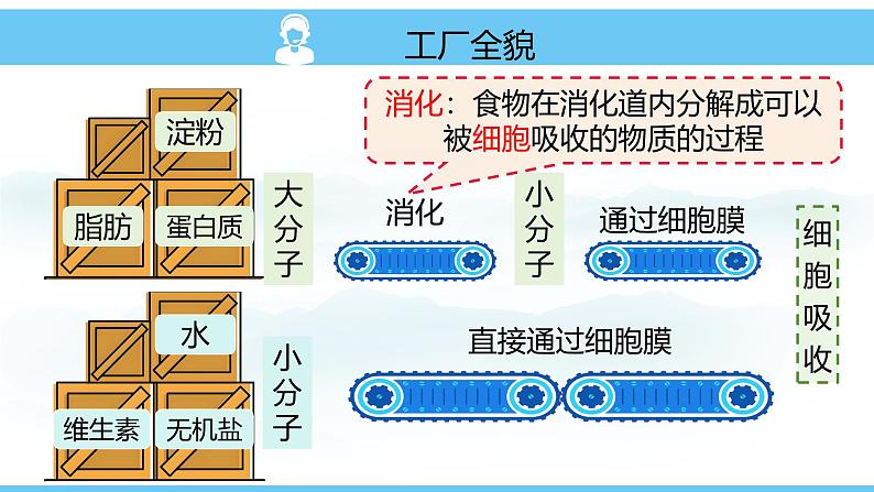 人教版（2024）七年级生物下册课件 第四单元 第二章 第二节 消化和吸收第4页