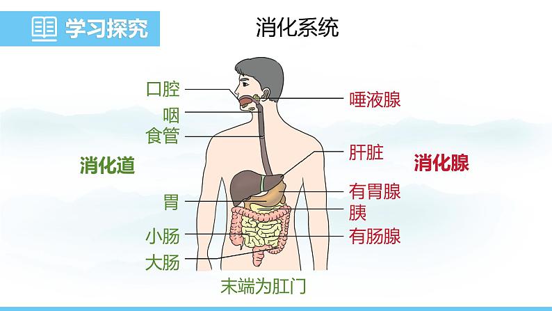 人教版（2024）七年级生物下册课件 第四单元 第二章 第二节 消化和吸收第5页