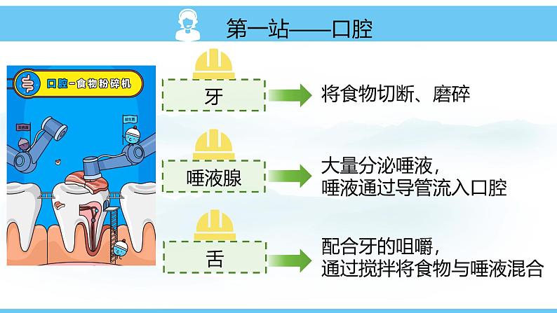 人教版（2024）七年级生物下册课件 第四单元 第二章 第二节 消化和吸收第6页