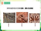 济南版生物八下5.1.2.1《生物进化的证据》课件
