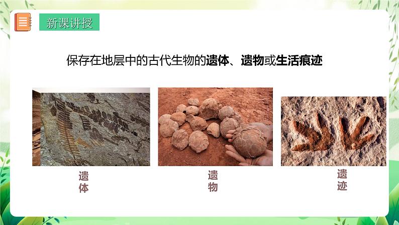 济南版生物八下5.1.2.1《生物进化的证据》课件第3页