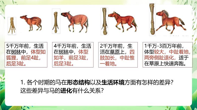 济南版生物八下5.1.2.1《生物进化的证据》课件第6页