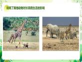 濟南版生物八下6.1.1.1《生物與環(huán)境的相互作用》課件