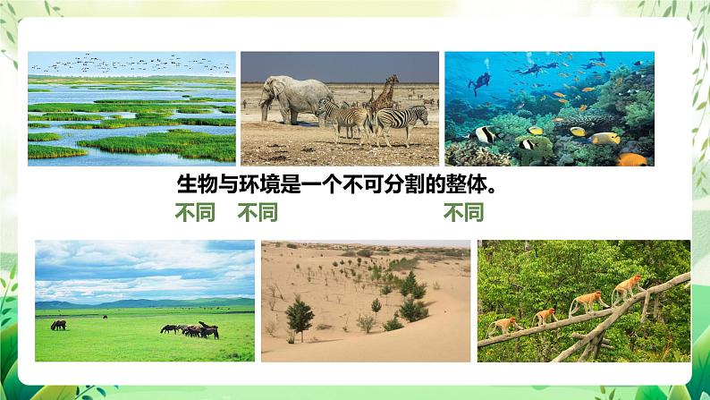 济南版生物八下6.2.1.1《生态系统的组成》课件第3页