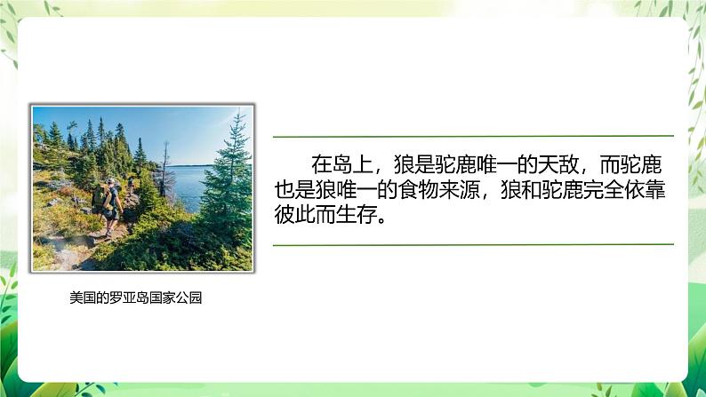 济南版生物八下6.2.5.1《生态系统的自我调节》课件第4页