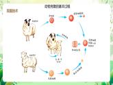 济南版生物八下7.2.1.1《 克隆技术》课件
