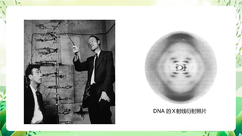 济南版生物八下7.2.1.1《基因工程》课件第3页