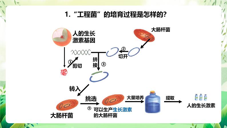 济南版生物八下7.2.1.1《基因工程》课件第7页