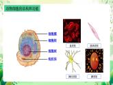 沪教版生物八下4.1.1《植物体的结构层次》课件
