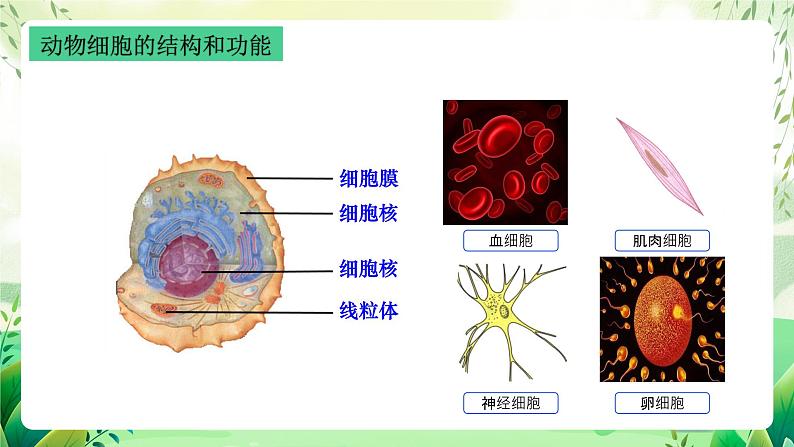 沪教版生物八下4.1.1《植物体的结构层次》课件第2页