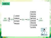 沪教版生物八下4.1.1《植物体的结构层次》课件